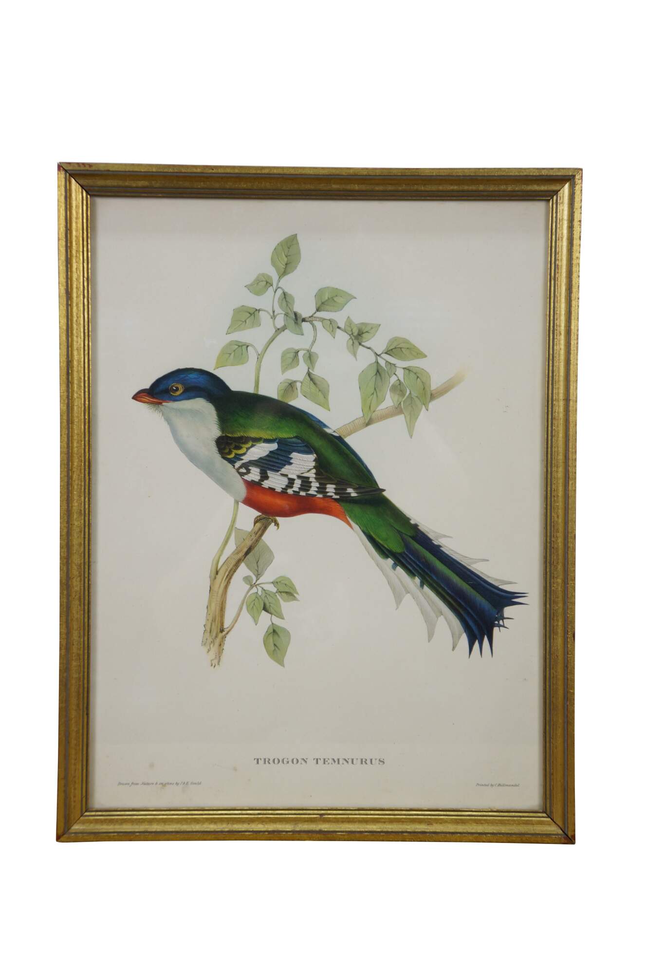 Main Image